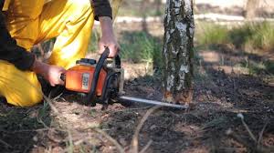 Best Tree Removal Services  in Bull Run Mountain Estates, VA